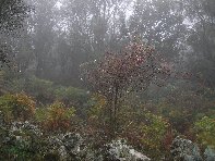 fugio Saletti-20101010 016